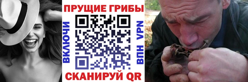 где купить наркотик  Касли  Псилоцибиновые грибы Psilocybine cubensis 
